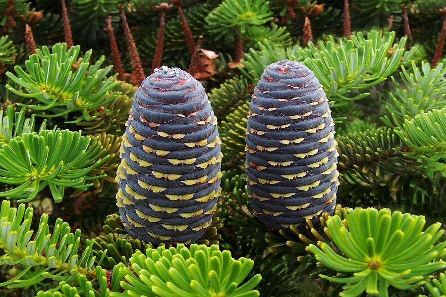 ABIES