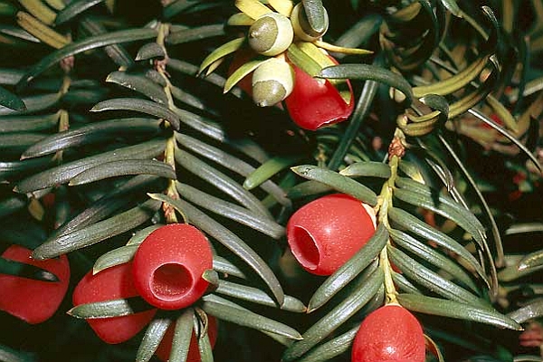 TAXUS, THUJA