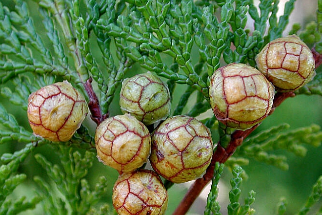CHAMAECYPARIS, CUPRESSUS