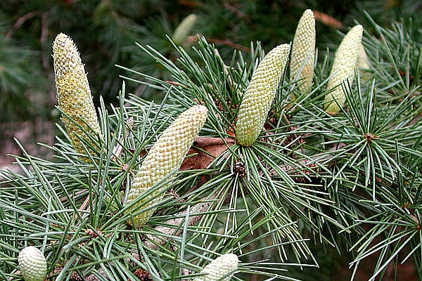CEDRUS