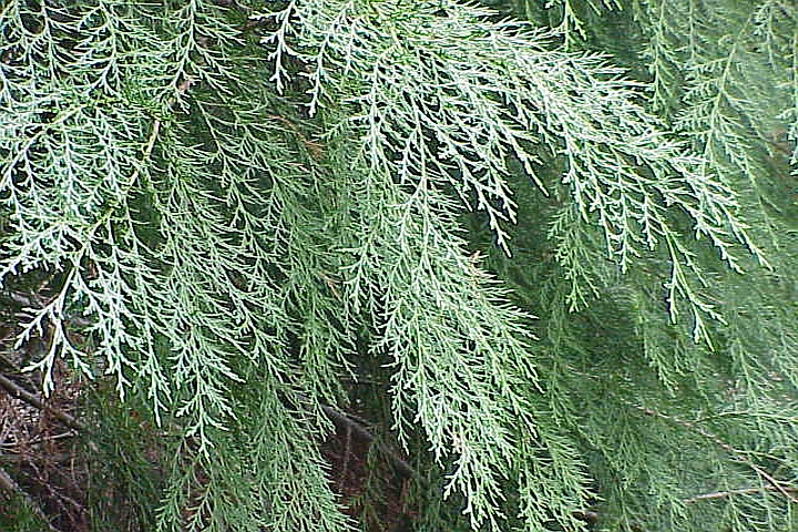 CUPRESSUS, CUPROCYPARIS<br /><span>Cupressocyparis</span>