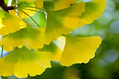 GINKGO