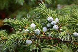 JUNIPERUS