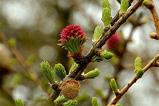 LARIX