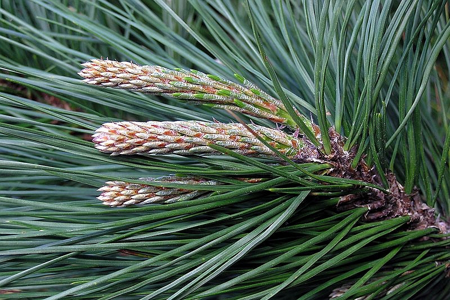PINUS