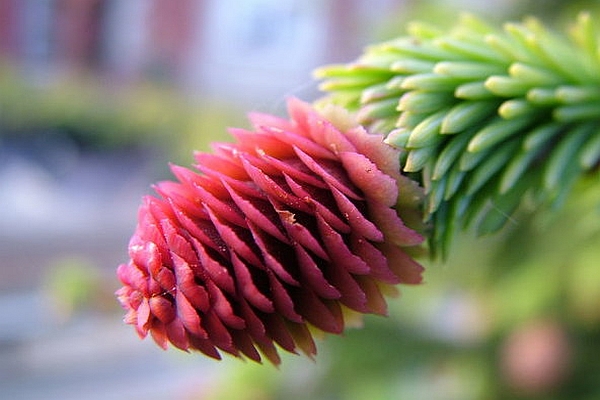 PICEA