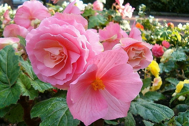 BEGONIA