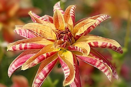 DAHLIA<br /><span>Miscellaneous Dahlias</span>