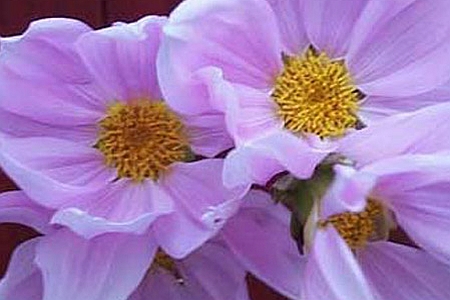 DAHLIA<br /><span>Miscelaneous Dahlias</span>
