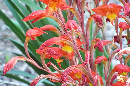 GLADIOLUS<br /><span>Summer Blooming Gladiolus Species</span>