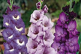 GLADIOLUS<br /><span>Modern Summer Blooming Gladiolus Hybrids</span>