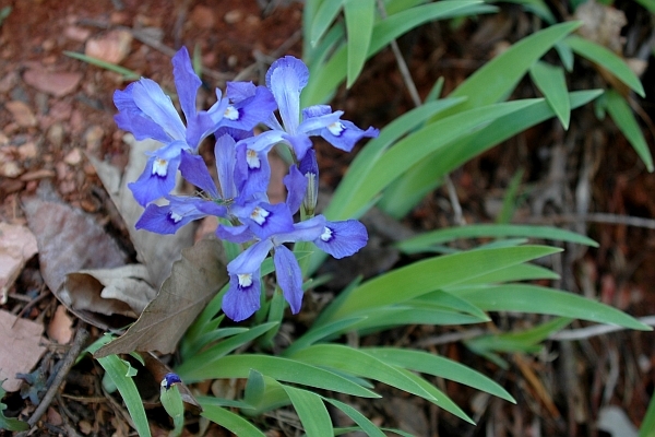 IRIS<br /><span>Iris, Other Types</span>