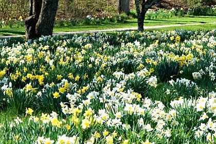 NARCISSUS<br /><span>Miscellaneous Daffodils</span>