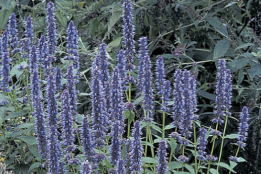 AGASTACHE<br /><span>Hummingbird Mint</span>