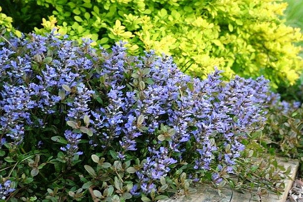 AJUGA