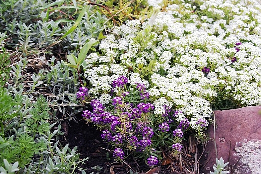ALYSSUM