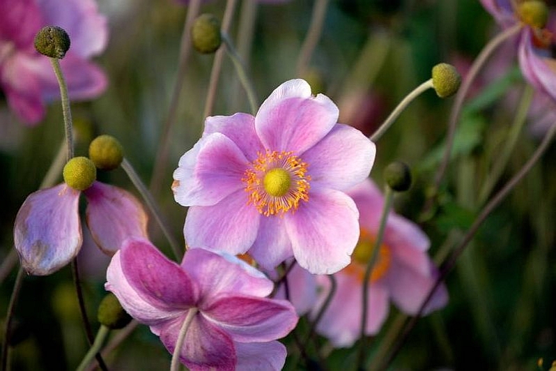 ANEMONE, ERIOCAPITELLA