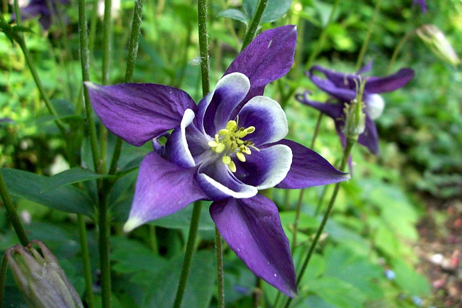 AQUILEGIA, SEMIAQUILEGIA