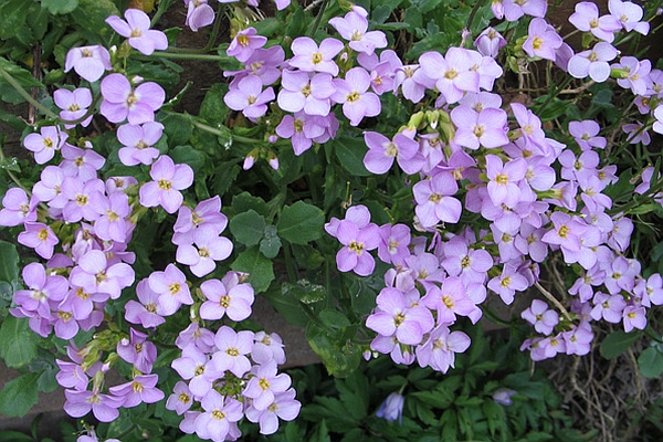 ARABIS<br /><span>Rockcress</span>