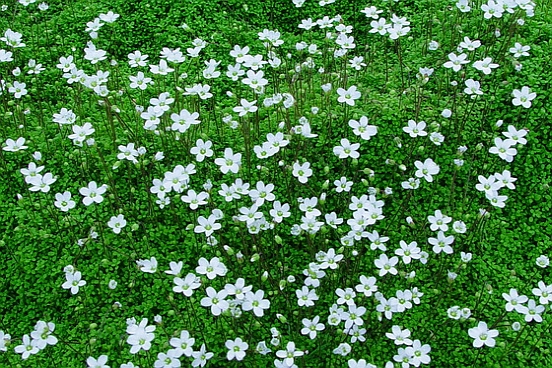 ARENARIA<br /><span>Irish Moss</span>