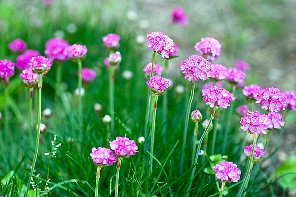 ARMERIA<br /><span>Seapinks</span>