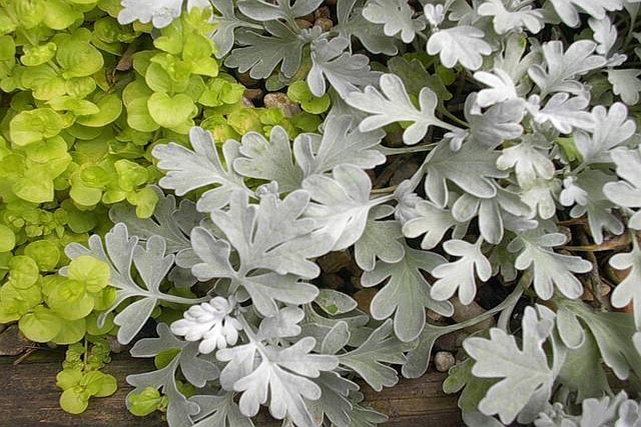 ARTEMISIA