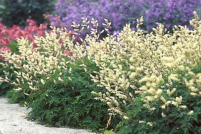 ARUNCUS<br /><span>Goat`s Beard</span>