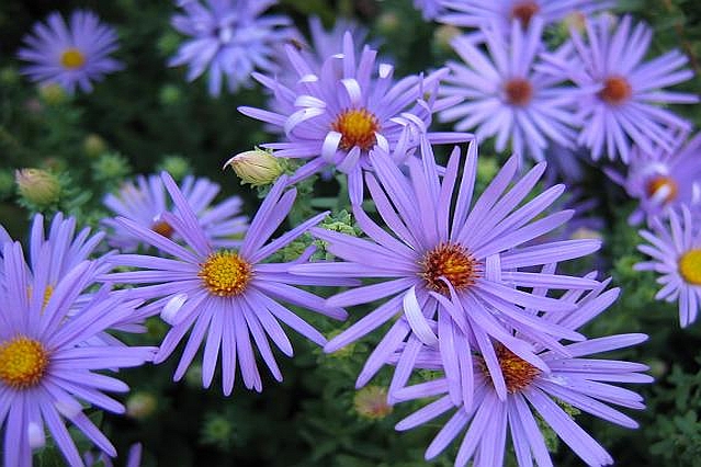 ASTER, EURYBIA, SYMPHYOTRICHUM
