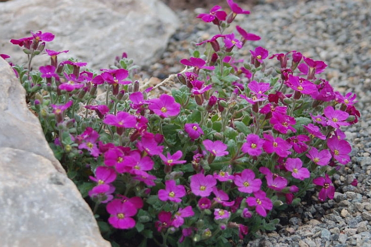 AUBRIETA