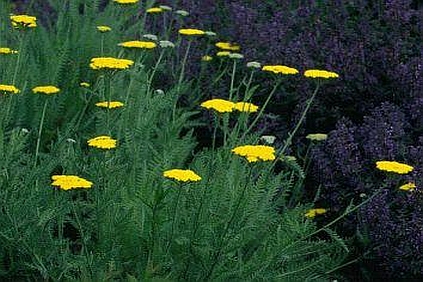 ACHILLEA