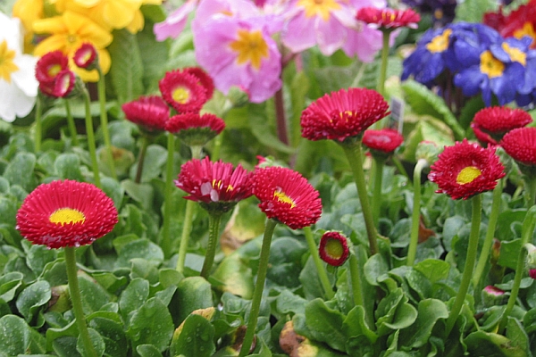 BELLIS<br /><span>Bănuţel</span>