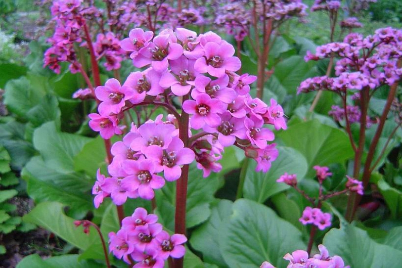 BERGENIA<br /><span>Siberian Tea</span>