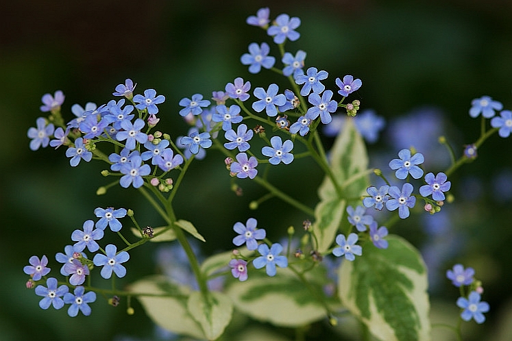 BRUNNERA<br /><span>Siberian Forget-Me-Not</span>