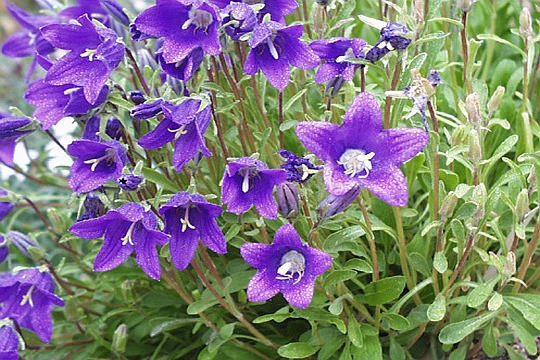 ADENOPHORA, CAMPANULA, PLATYCODON<br /><span>Bellflower</span>