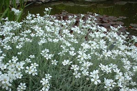 CERASTIUM<br /><span>Snow In Summer</span>