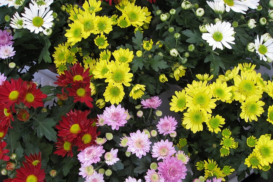 ARCHANTHEMIS, CHRYSANTHEMUM, LEUCANTHEMUM, TANACETUM