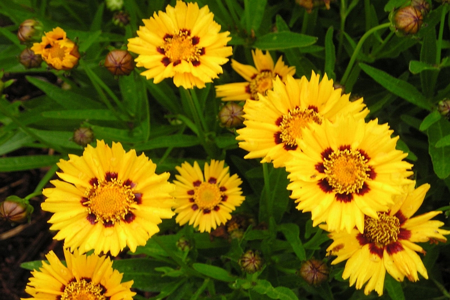 COREOPSIS<br /><span>Tickseed</span>