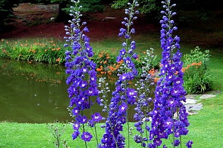 DELPHINIUM<br /><span>Larkspur, Perennial</span>