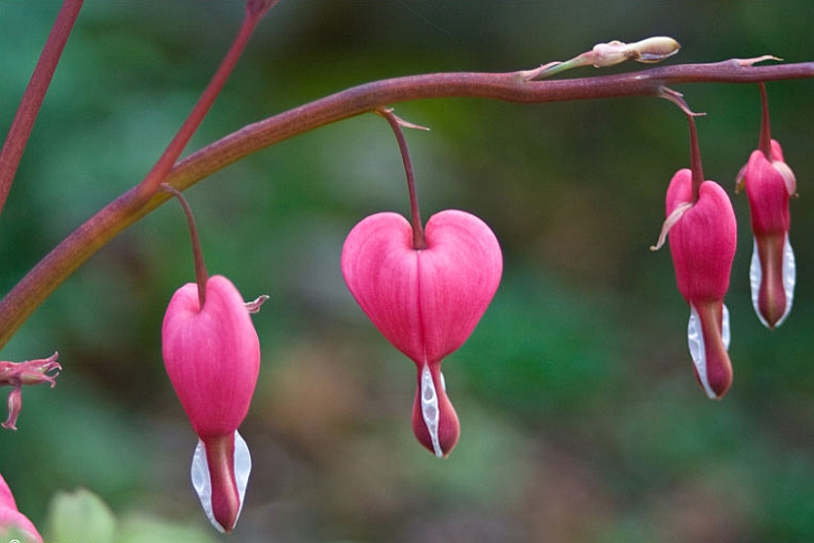 DICENTRA, LAMPROCAPNOS<br /><span>Bleeding Heart</span>