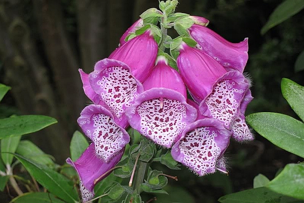 DIGITALIS<br /><span>Degeţel</span>