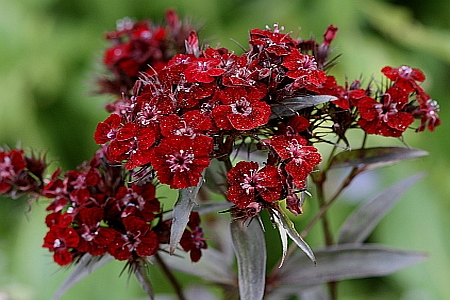 DIANTHUS<br /><span>Garoafă Turcească</span>