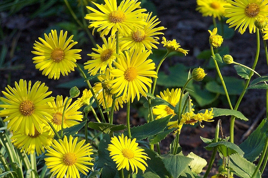 DORONICUM<br /><span>Leopard`s Bane</span>