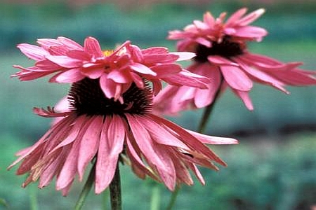 ECHINACEA<br /><span>Coneflower</span>