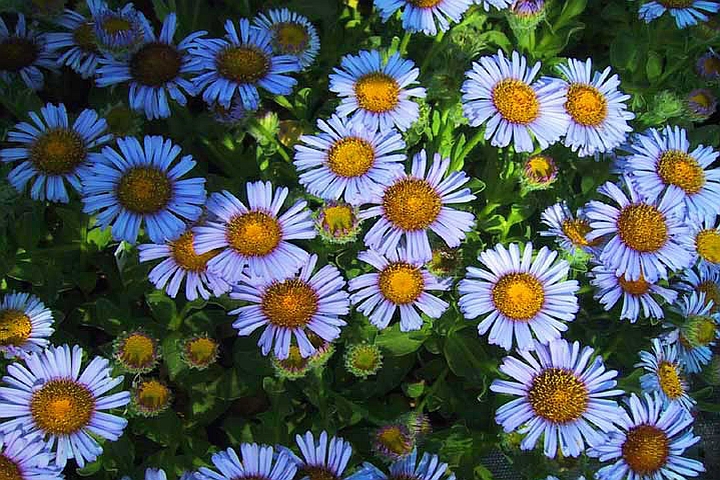 ERIGERON
