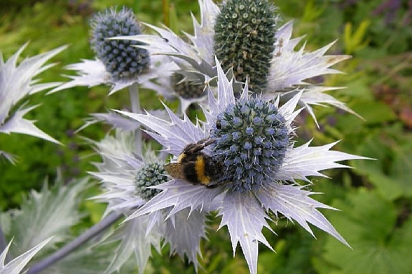 DIPSACUS, ERYNGIUM<br /><span>Sea Holly</span>