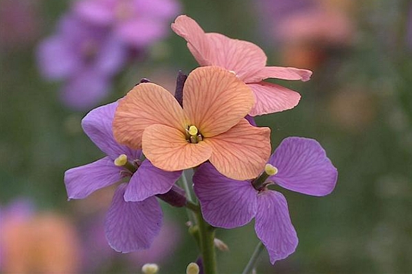 ERYSIMUM<br /><span>Alpine Wallflower</span>