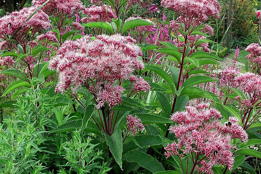 EUPATORIUM, EUTROCHIUM<br /><span>Flower Mist</span>