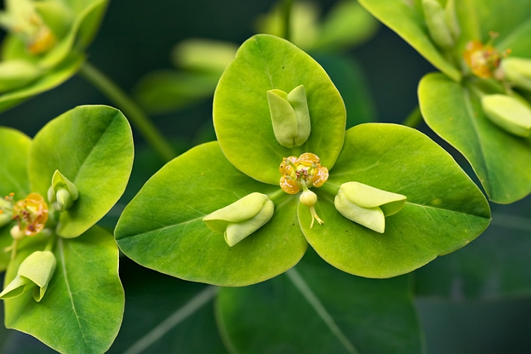 EUPHORBIA<br /><span>Spurge</span>