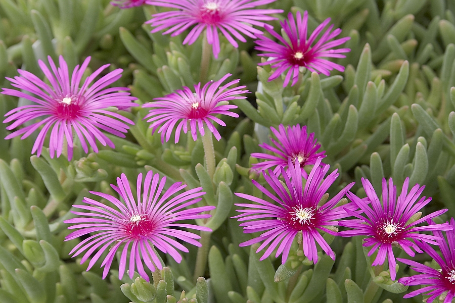 DELOSPERMA