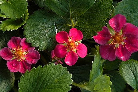 FRAGARIA<br /><span>Ornamental Strawberry</span>